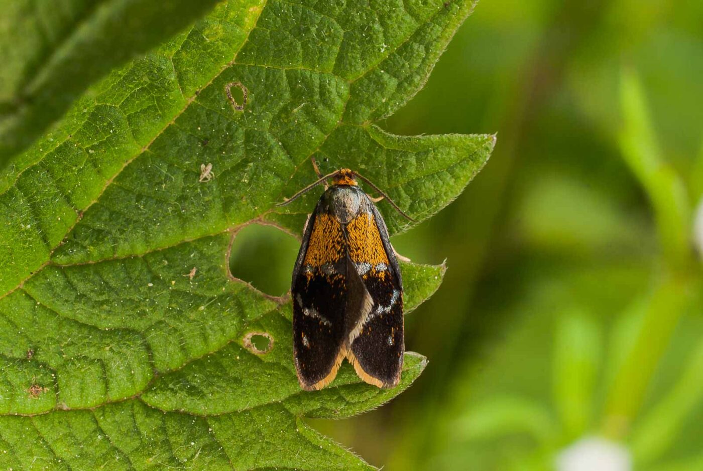 2017-05-16 - NSG Brandheide Recklinghausen