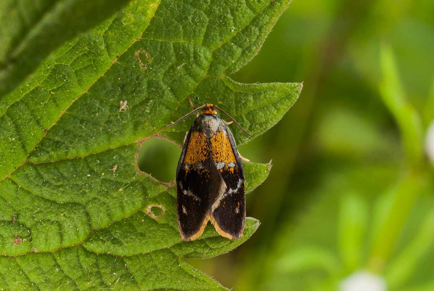 2017-05-16 - NSG Brandheide Recklinghausen