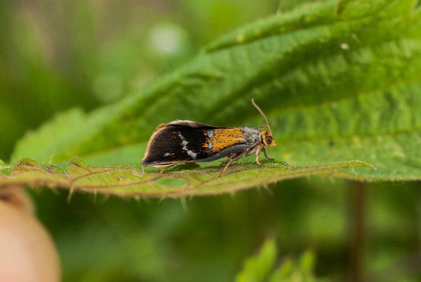 2017-05-16 - NSG Brandheide Recklinghausen
