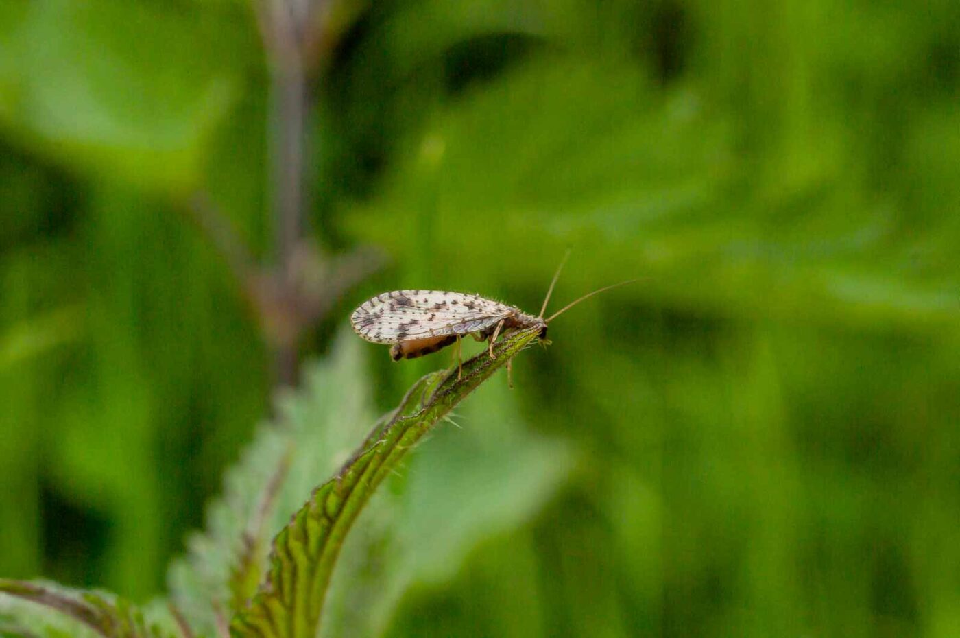 2017-05-16 - NSG Brandheide Recklinghausen