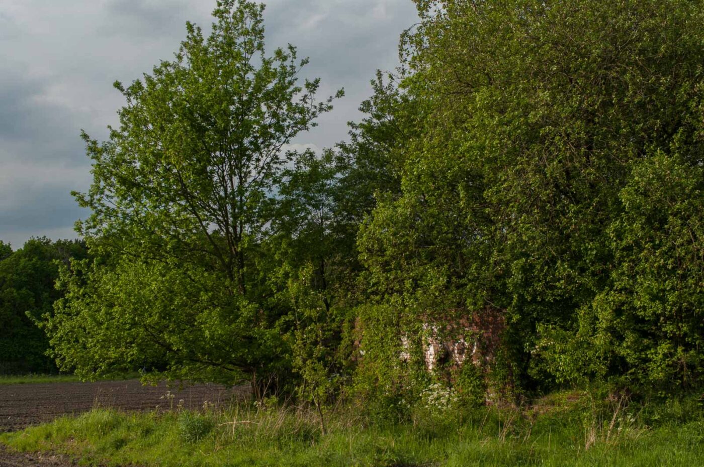 2017-05-16 - NSG Brandheide Recklinghausen