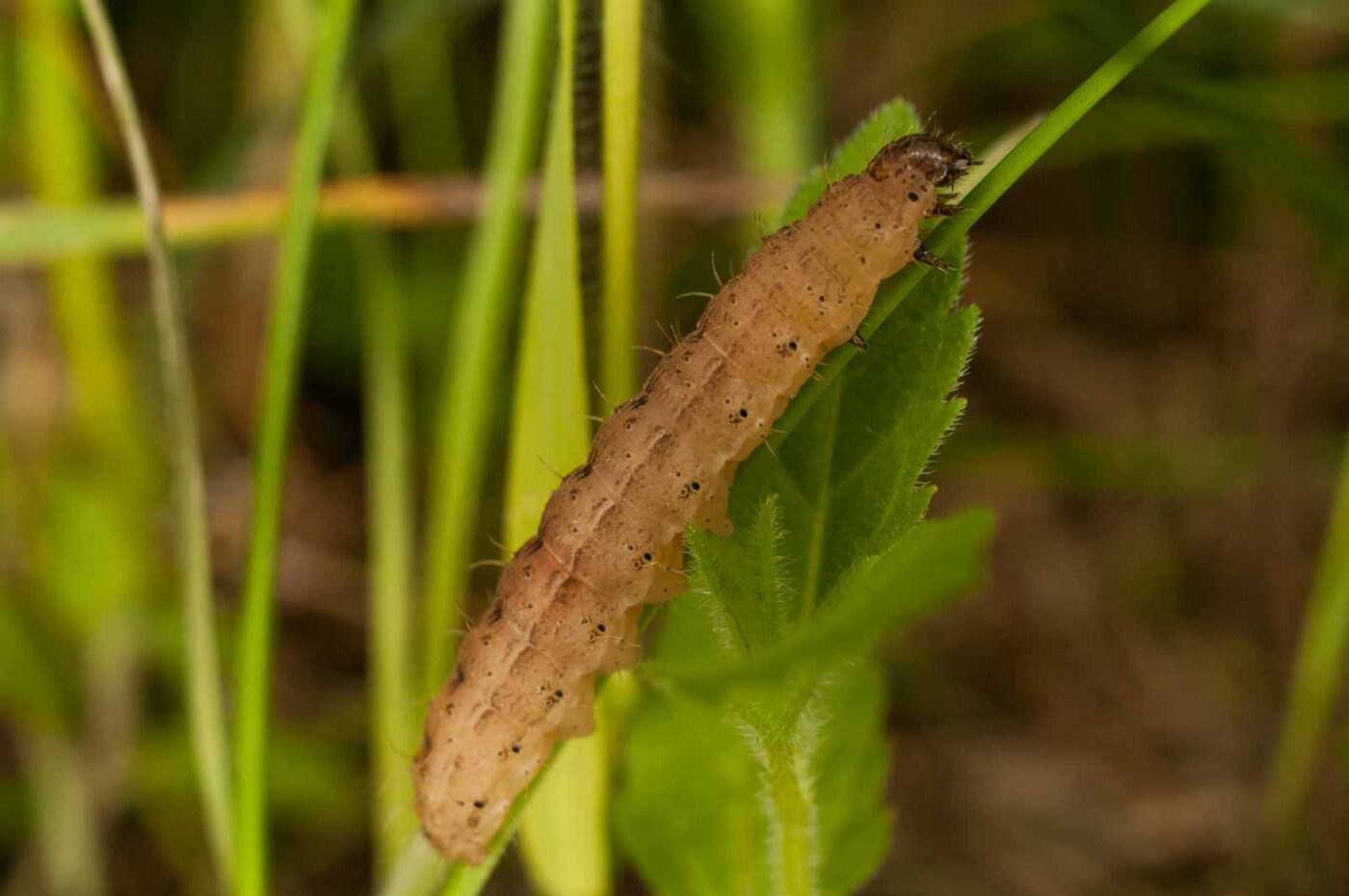 2017-05-16 - NSG Brandheide Recklinghausen