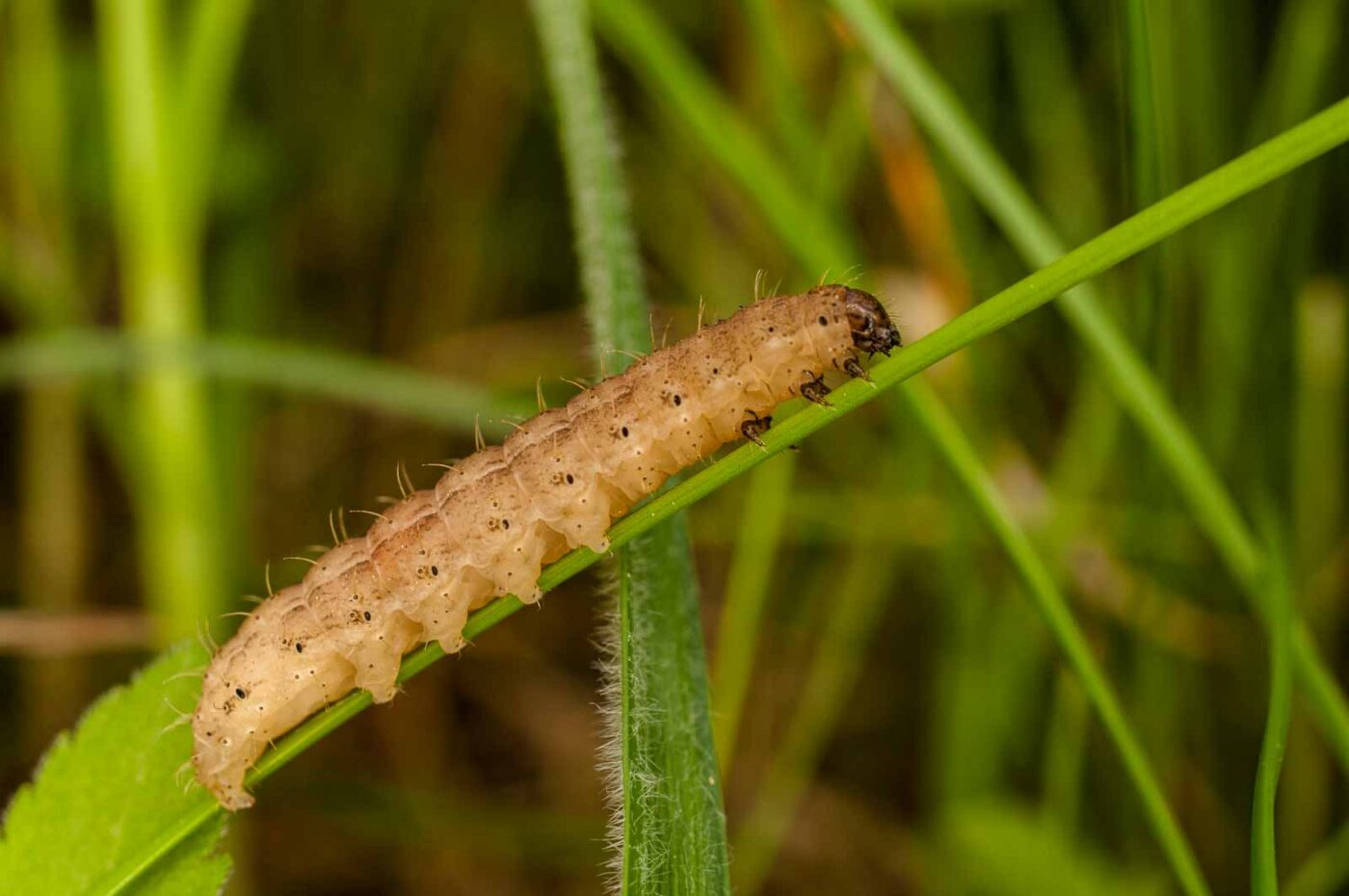 2017-05-16 - NSG Brandheide Recklinghausen