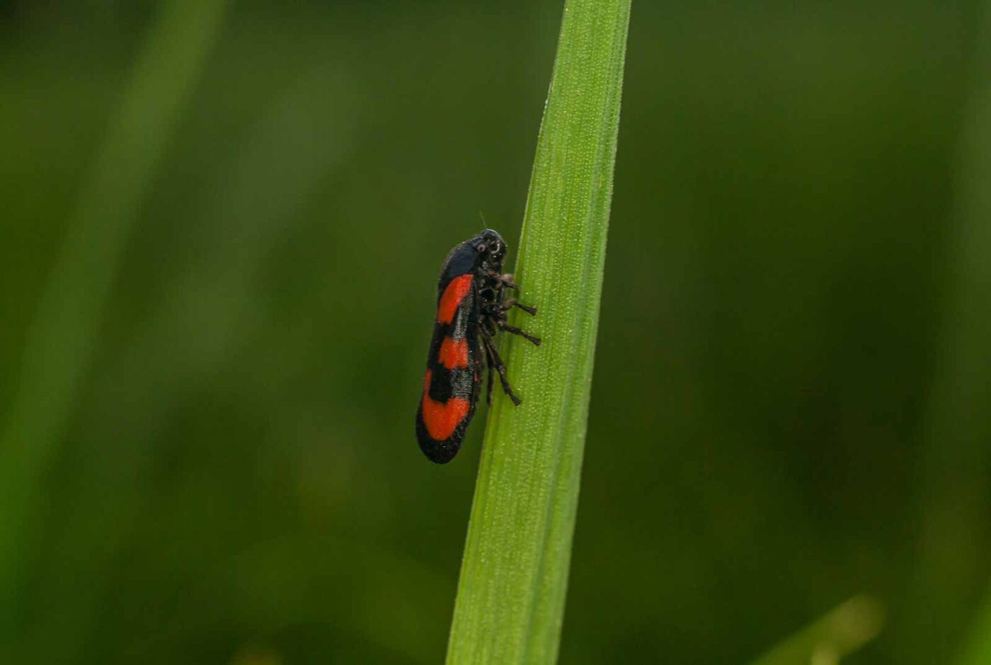 2017-05-16 - NSG Brandheide Recklinghausen