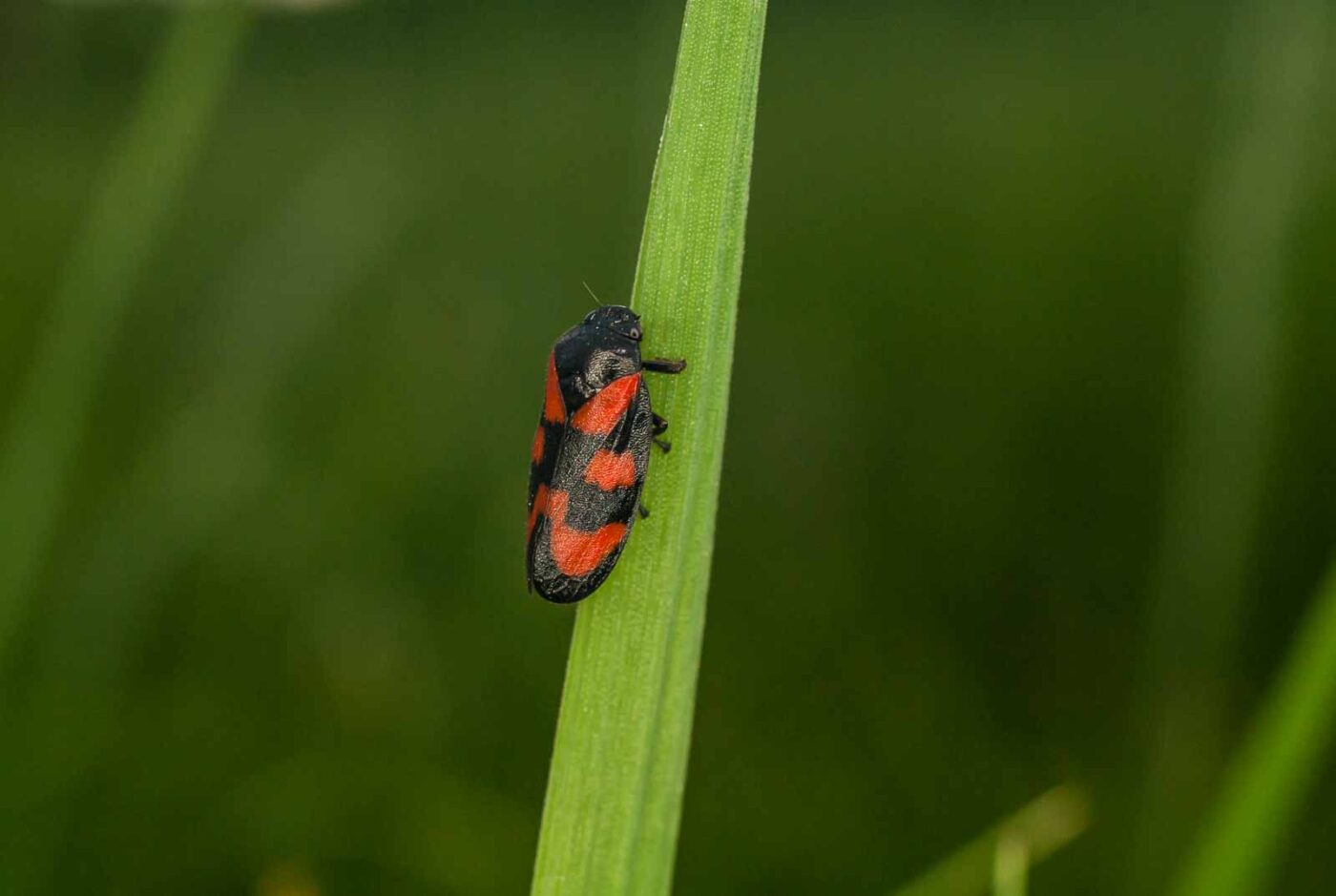 2017-05-16 - NSG Brandheide Recklinghausen