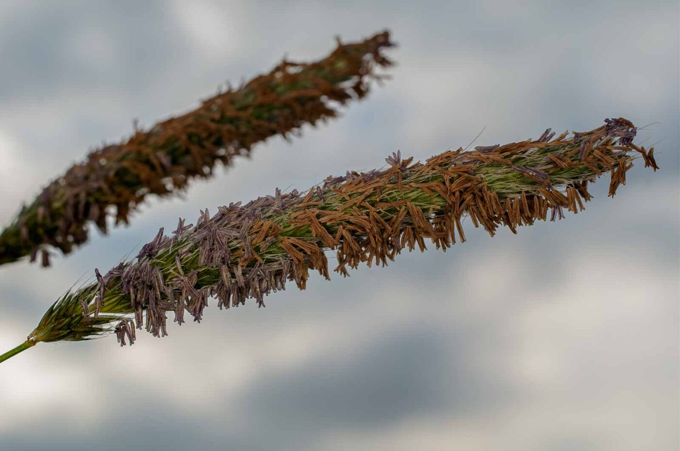 2017-05-16 - NSG Brandheide Recklinghausen