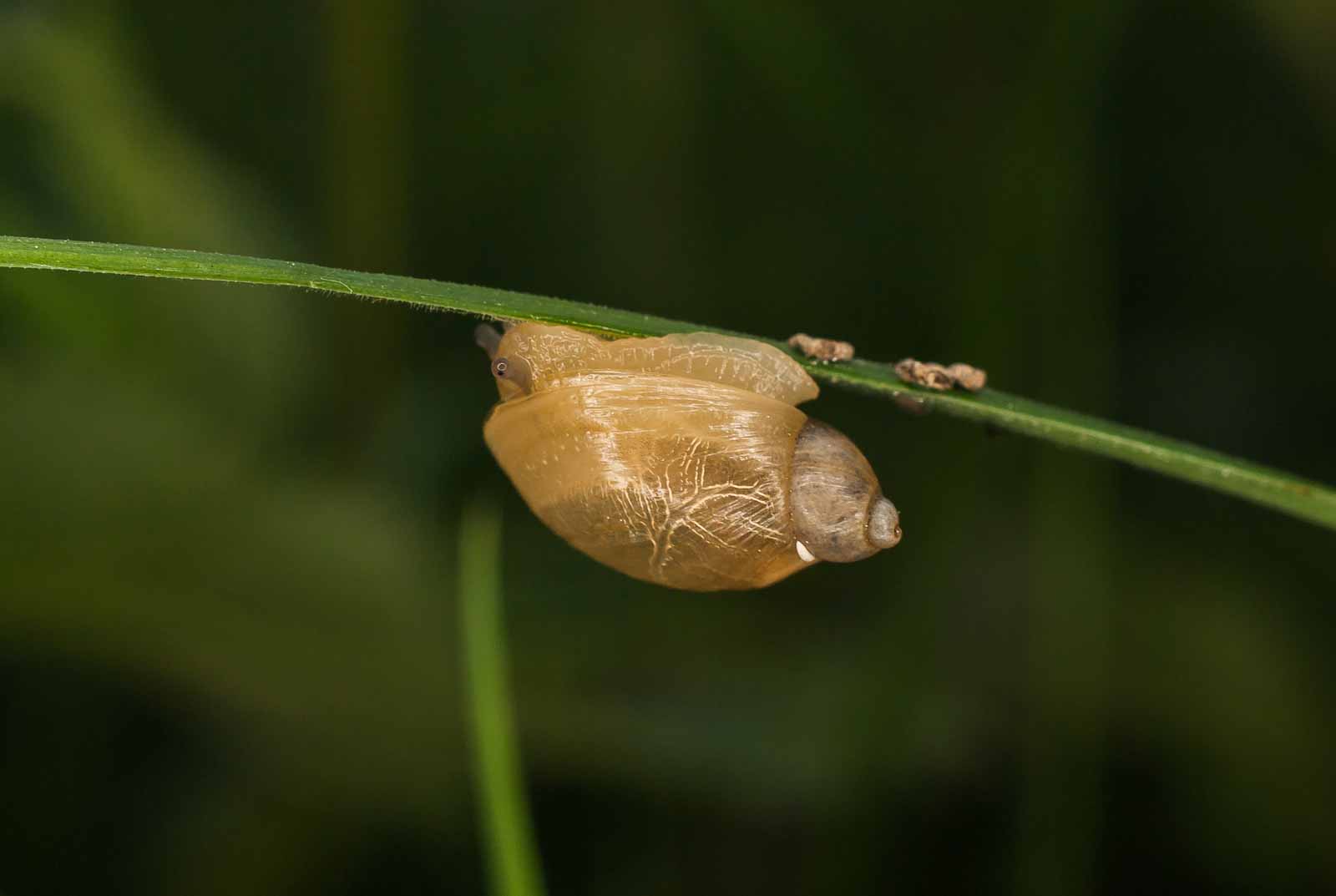 °bernsteinschnecke°