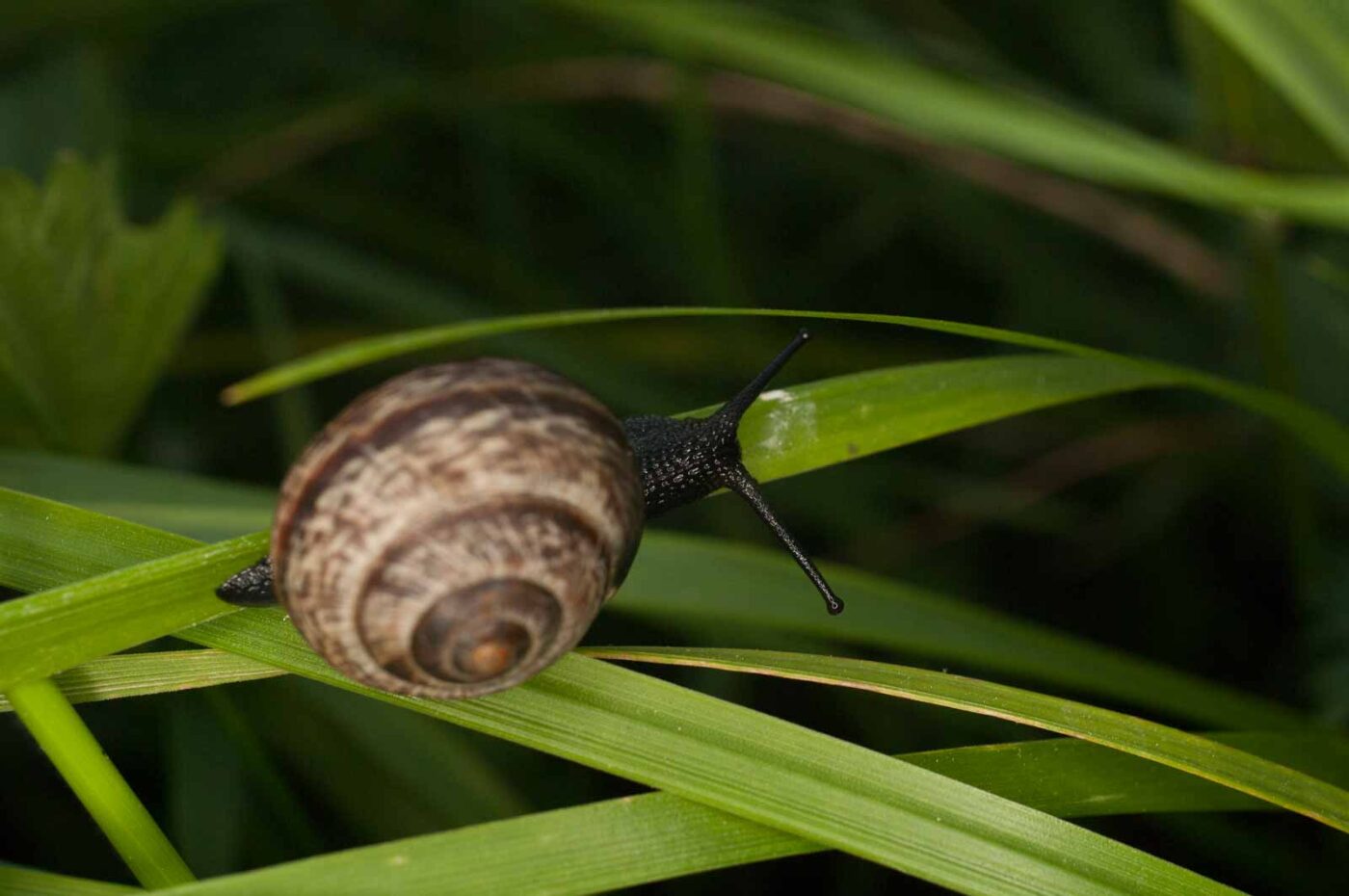 2017-05-16 - NSG Brandheide Recklinghausen