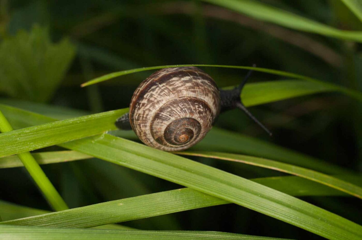 2017-05-16 - NSG Brandheide Recklinghausen