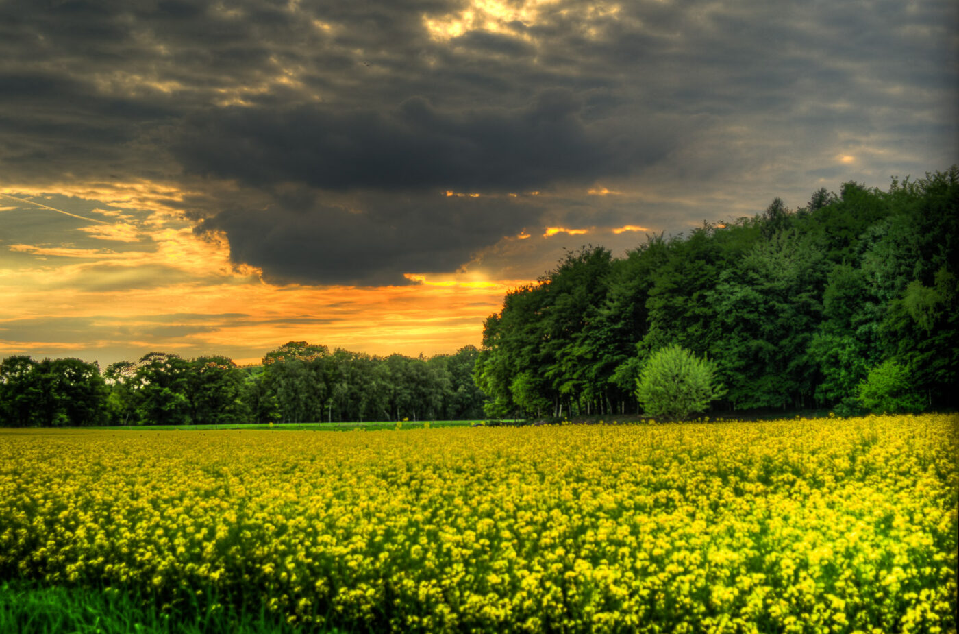 2017-05-16 - NSG Brandheide Recklinghausen