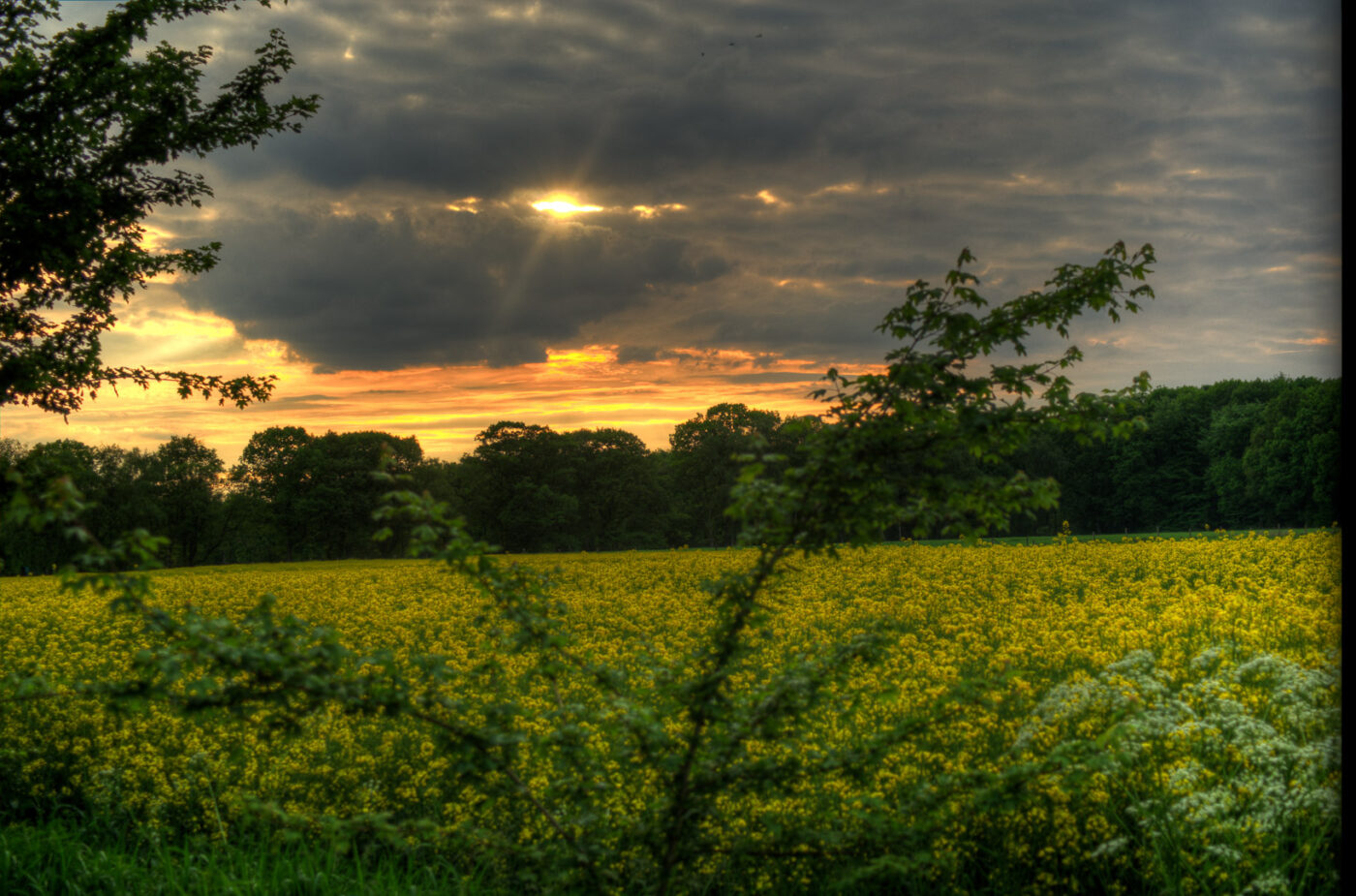 2017-05-16 - NSG Brandheide Recklinghausen