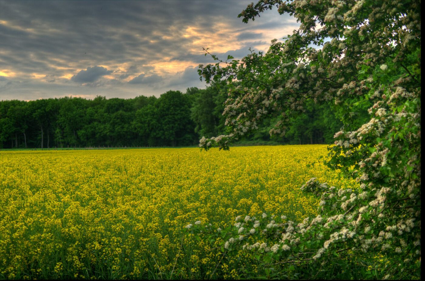 2017-05-16 - NSG Brandheide Recklinghausen