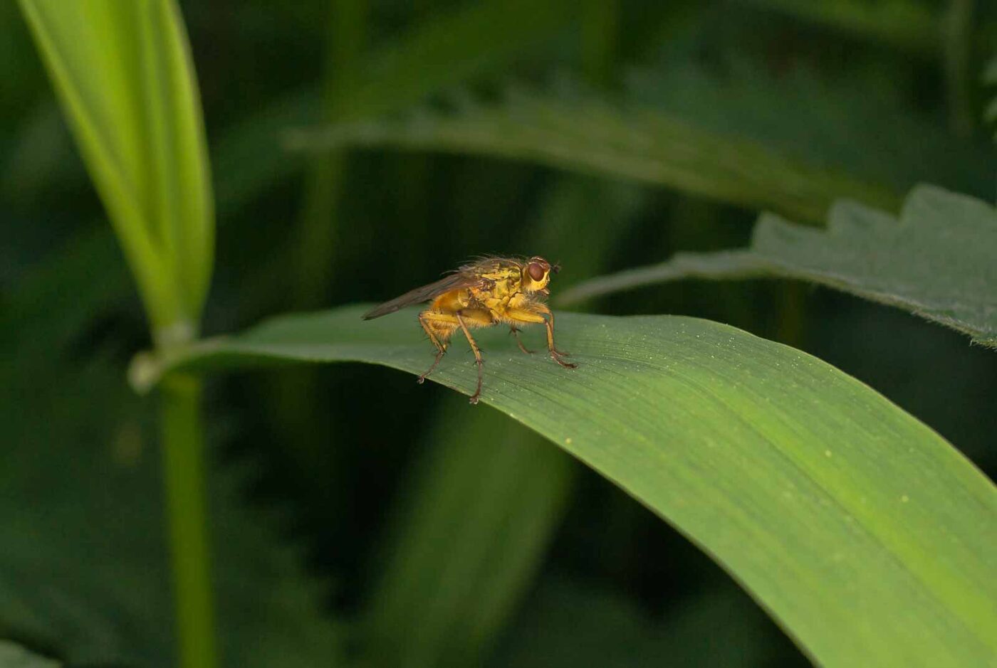 2017-05-16 - NSG Brandheide Recklinghausen