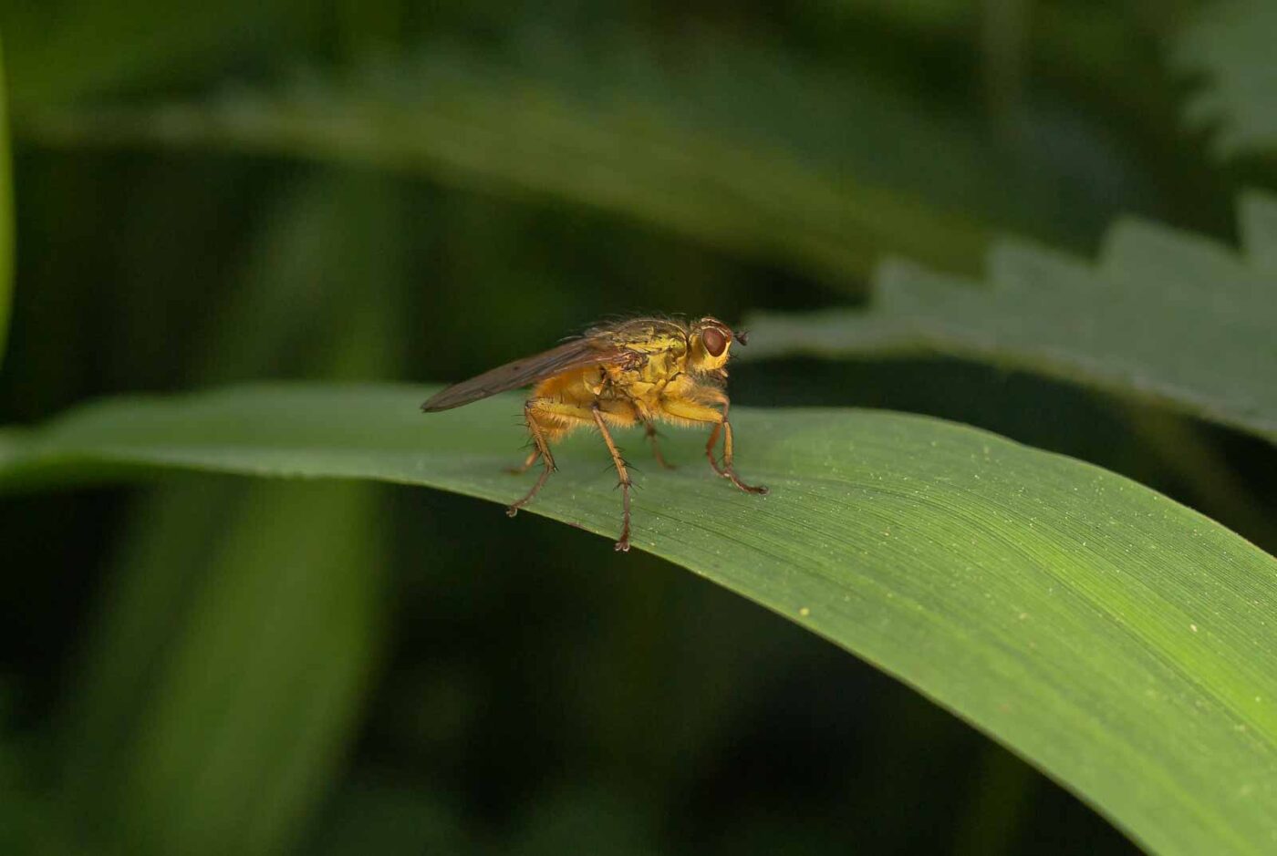 2017-05-16 - NSG Brandheide Recklinghausen