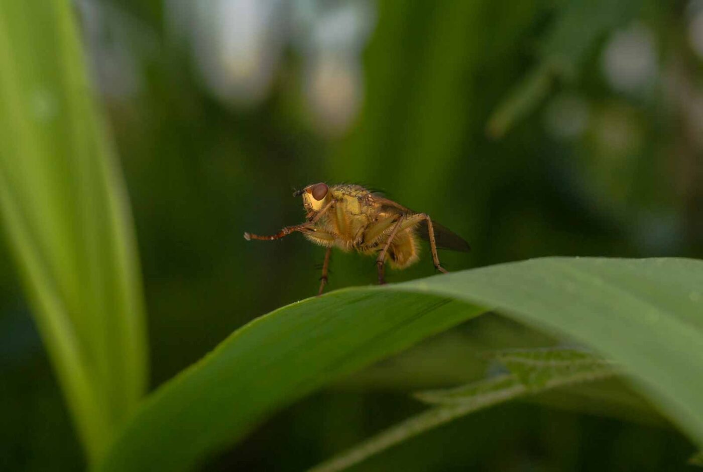 2017-05-16 - NSG Brandheide Recklinghausen