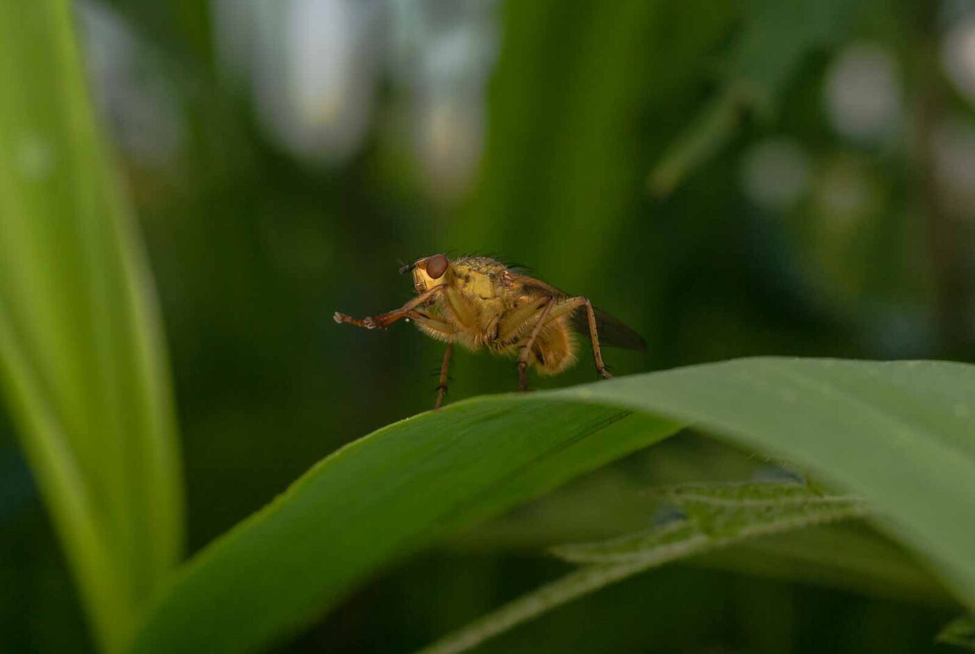 2017-05-16 - NSG Brandheide Recklinghausen