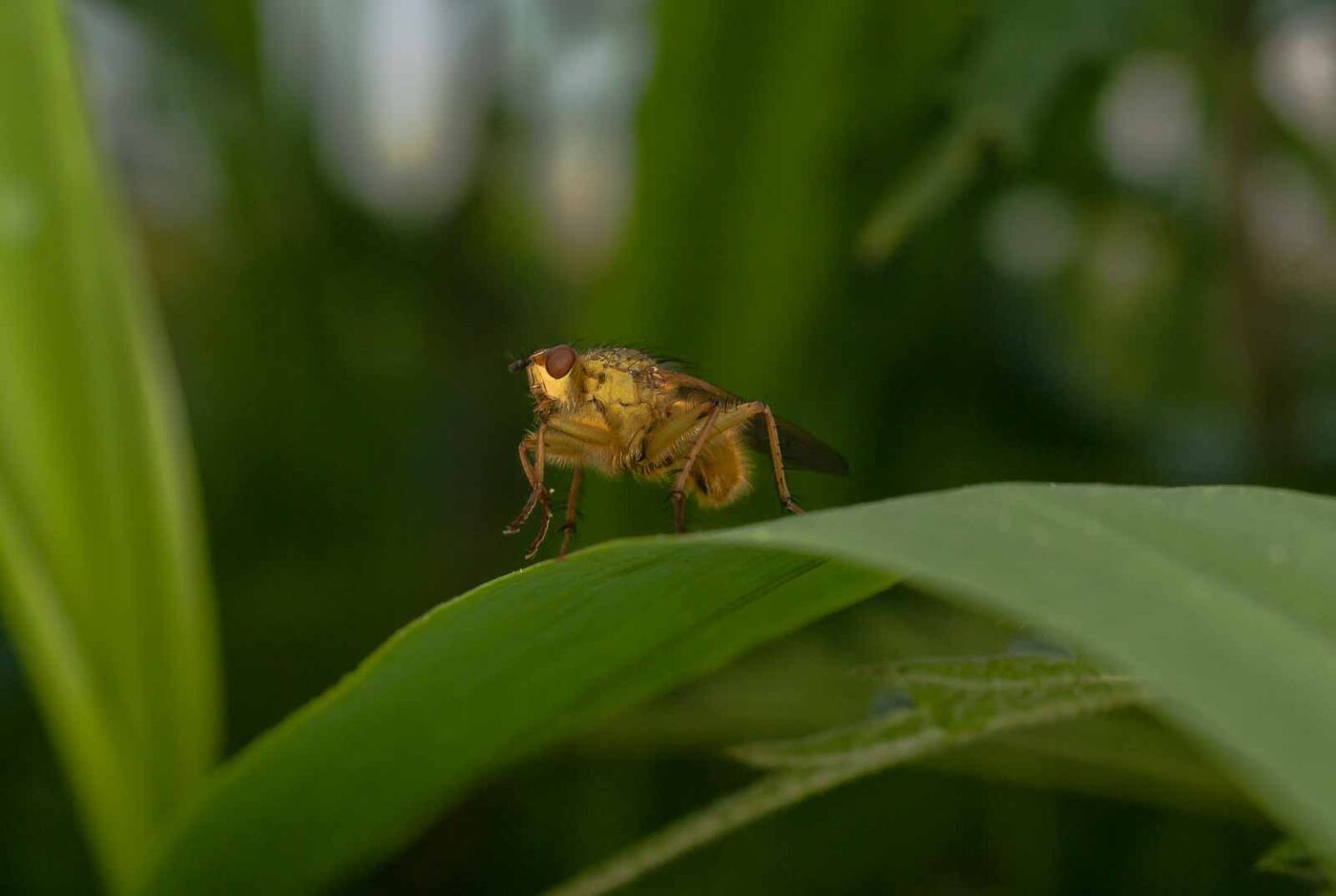 2017-05-16 - NSG Brandheide Recklinghausen