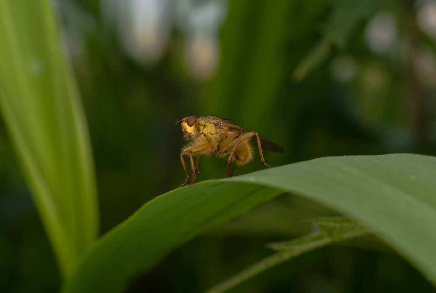 2017-05-16 - NSG Brandheide Recklinghausen