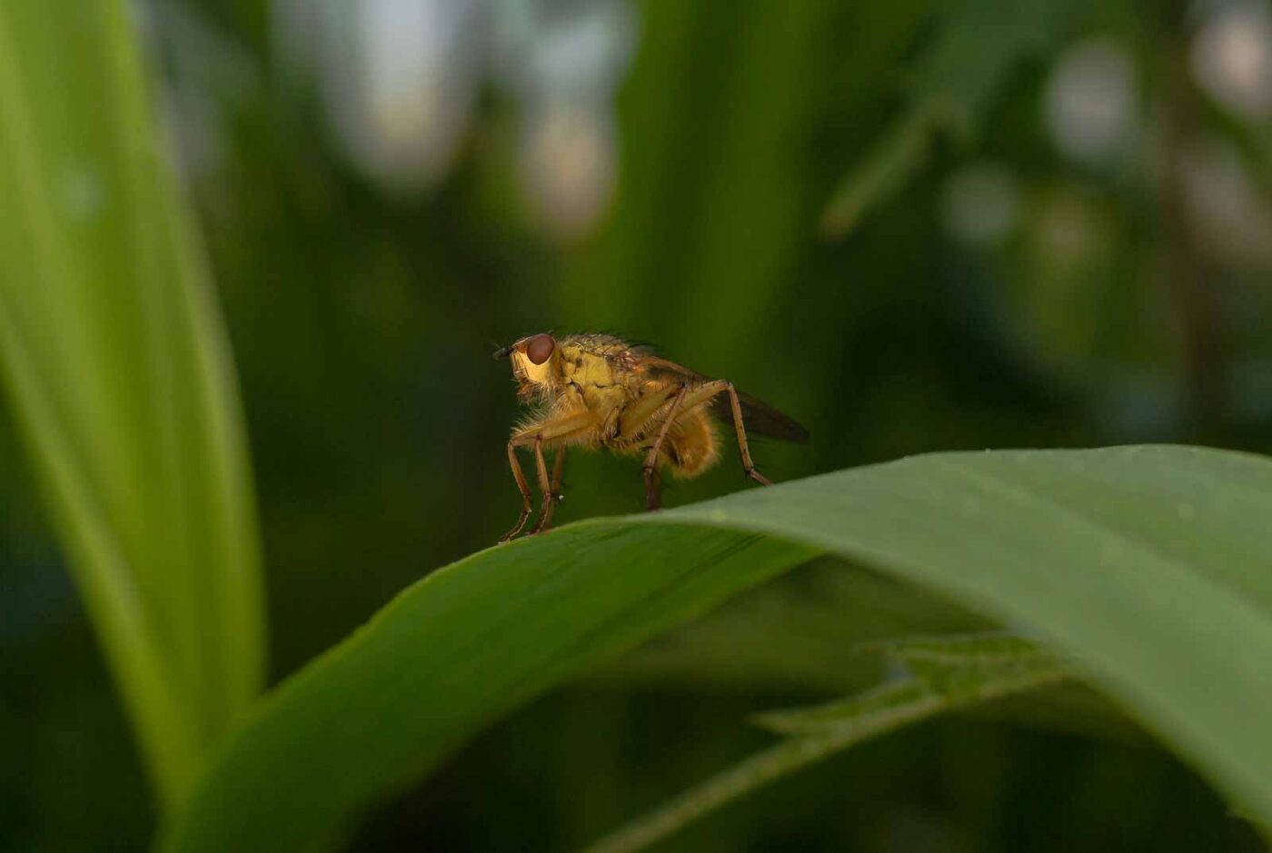 2017-05-16 - NSG Brandheide Recklinghausen