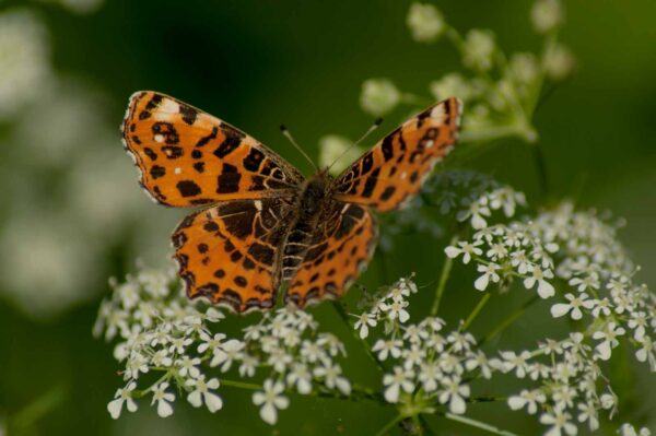 2017-05-21 - NSG Binksknapp Recklinghausen