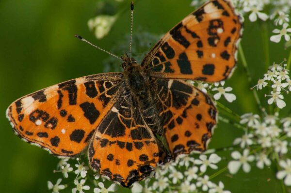 2017-05-21 - NSG Binksknapp Recklinghausen