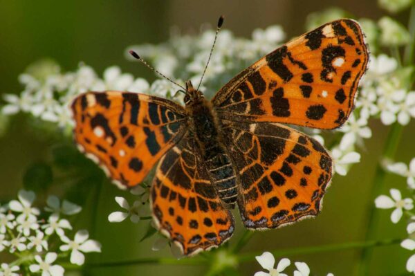 2017-05-21 - NSG Binksknapp Recklinghausen