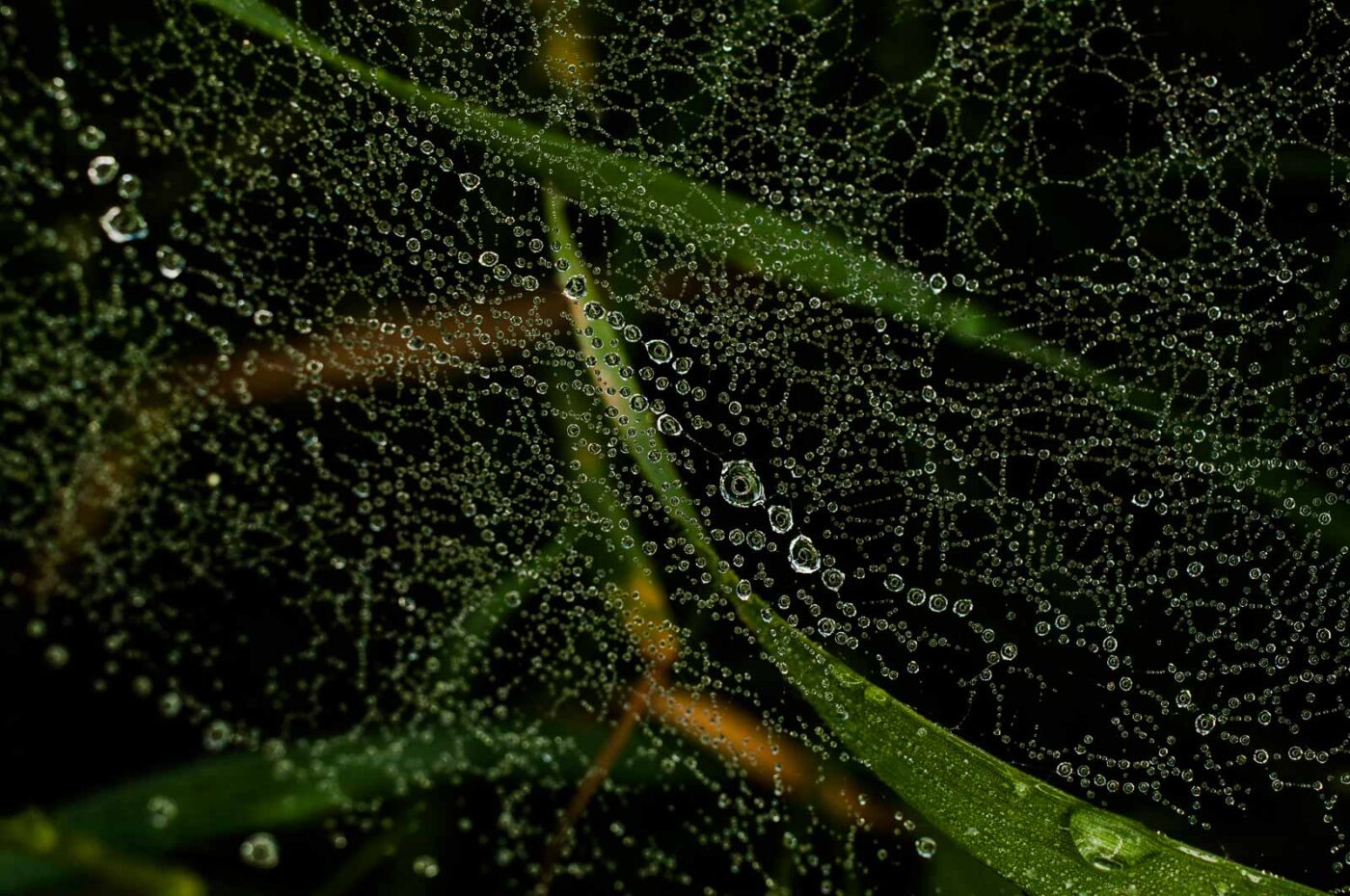 2017-05-21 - NSG Binksknapp Recklinghausen