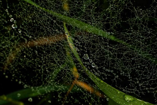 2017-05-21 - NSG Binksknapp Recklinghausen