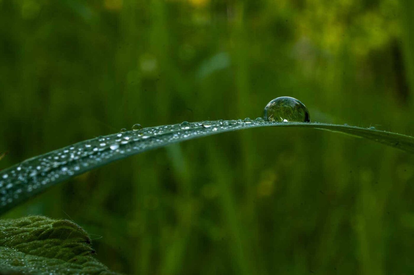 2017-05-21 - NSG Binksknapp Recklinghausen