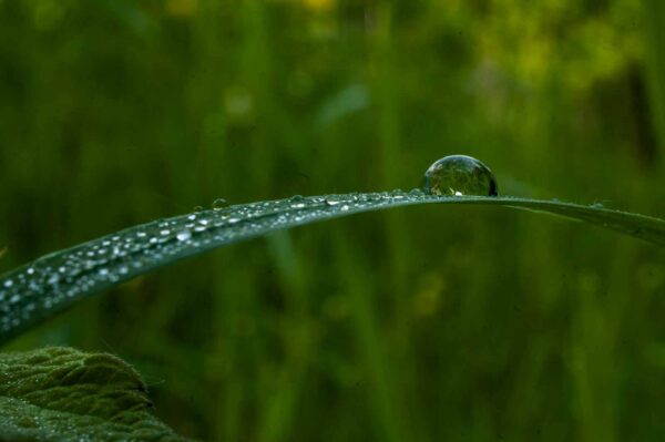 2017-05-21 - NSG Binksknapp Recklinghausen