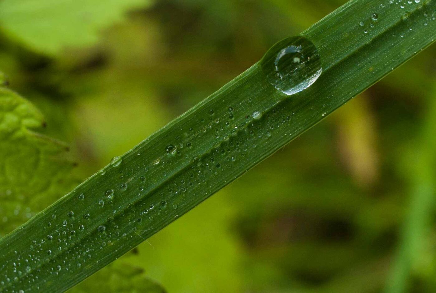 2017-05-21 - NSG Binksknapp Recklinghausen