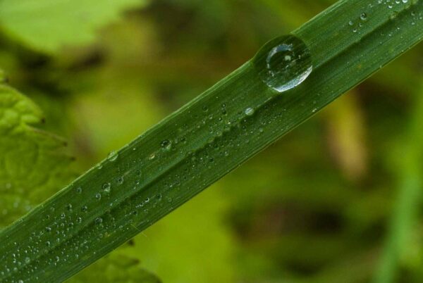 2017-05-21 - NSG Binksknapp Recklinghausen