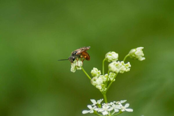2017-05-21 - NSG Binksknapp Recklinghausen