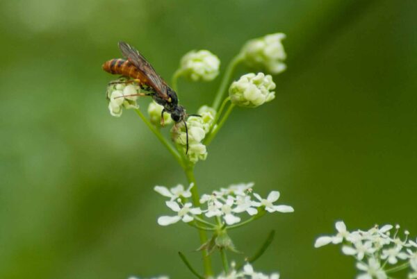2017-05-21 - NSG Binksknapp Recklinghausen