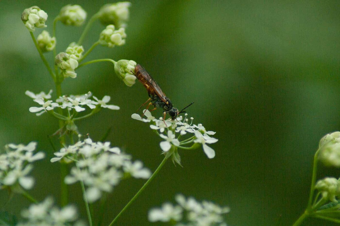 2017-05-21 - NSG Binksknapp Recklinghausen