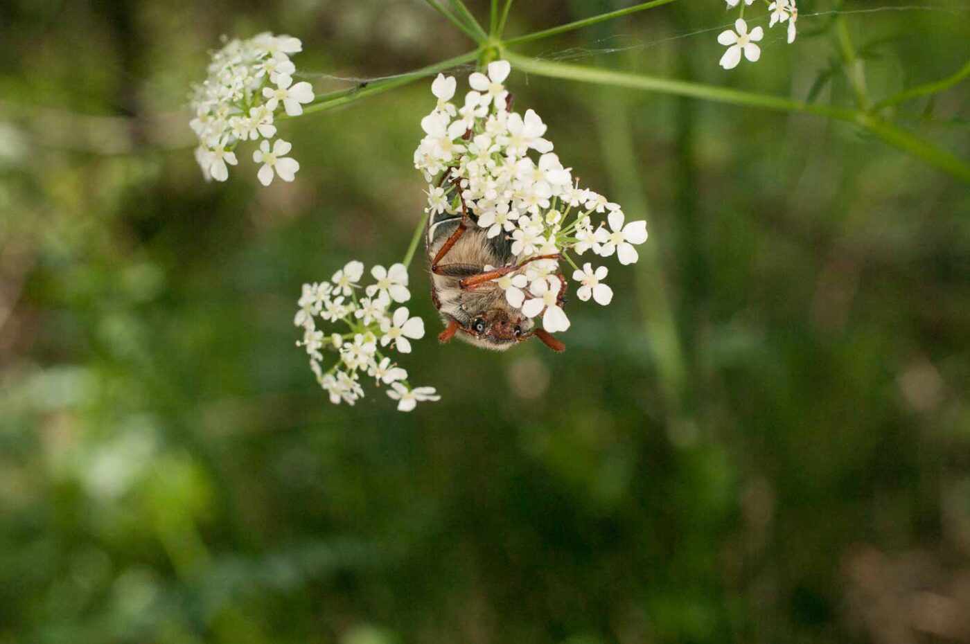 2017-05-21 - NSG Binksknapp Recklinghausen