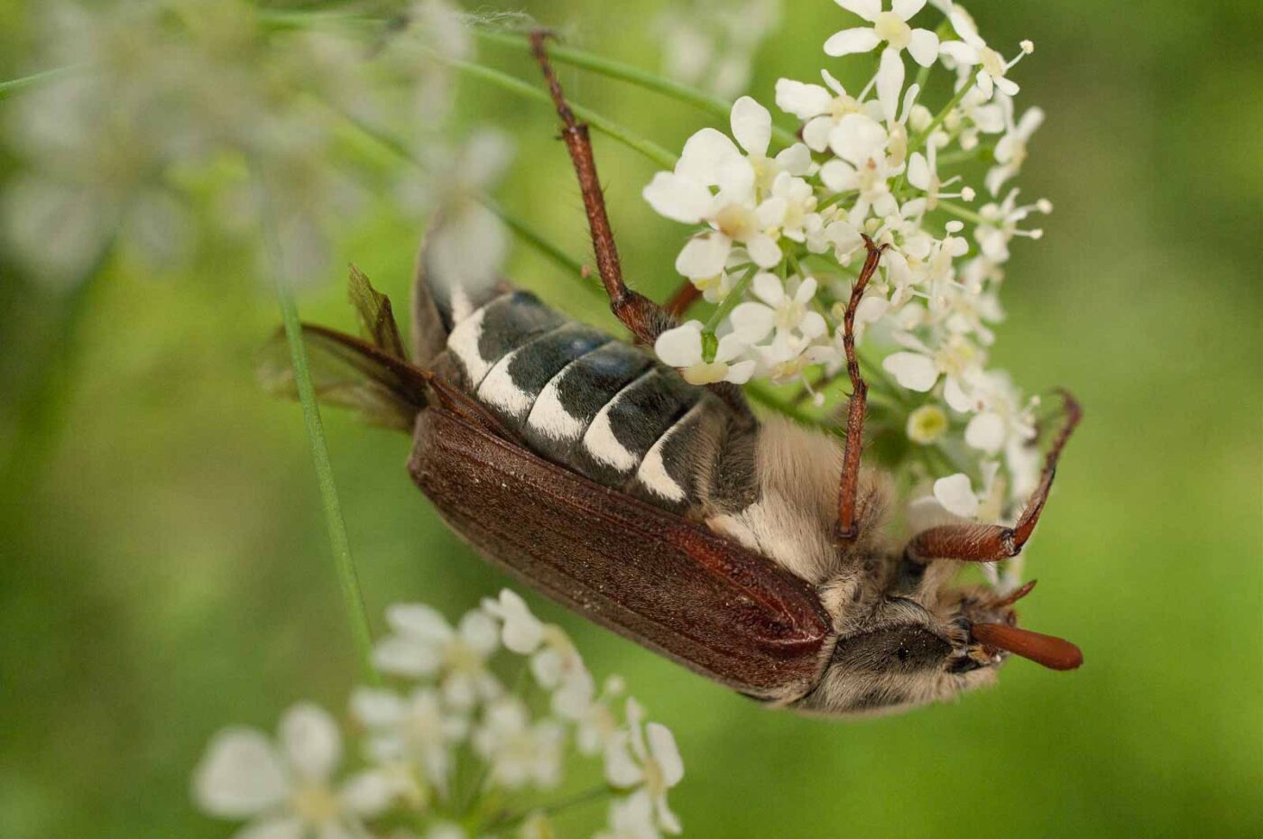 2017-05-21 - NSG Binksknapp Recklinghausen