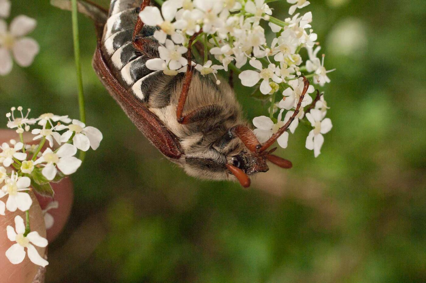 2017-05-21 - NSG Binksknapp Recklinghausen