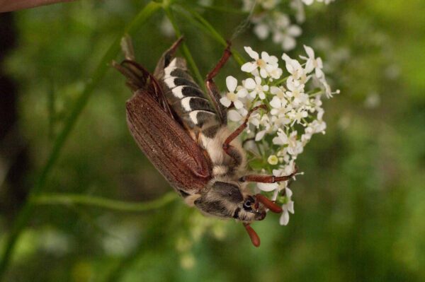2017-05-21 - NSG Binksknapp Recklinghausen