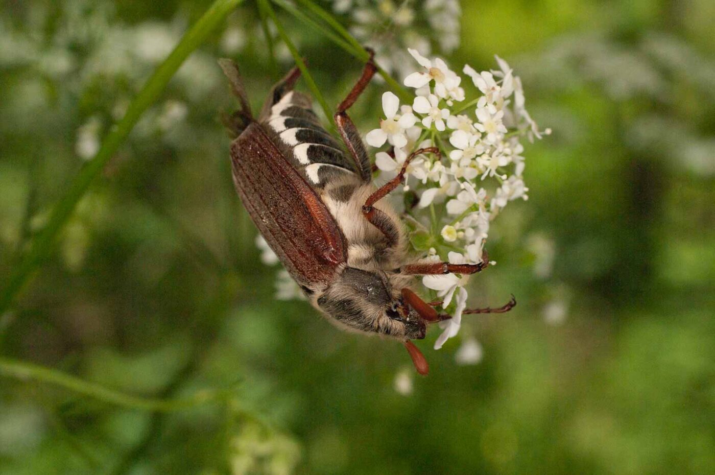 2017-05-21 - NSG Binksknapp Recklinghausen