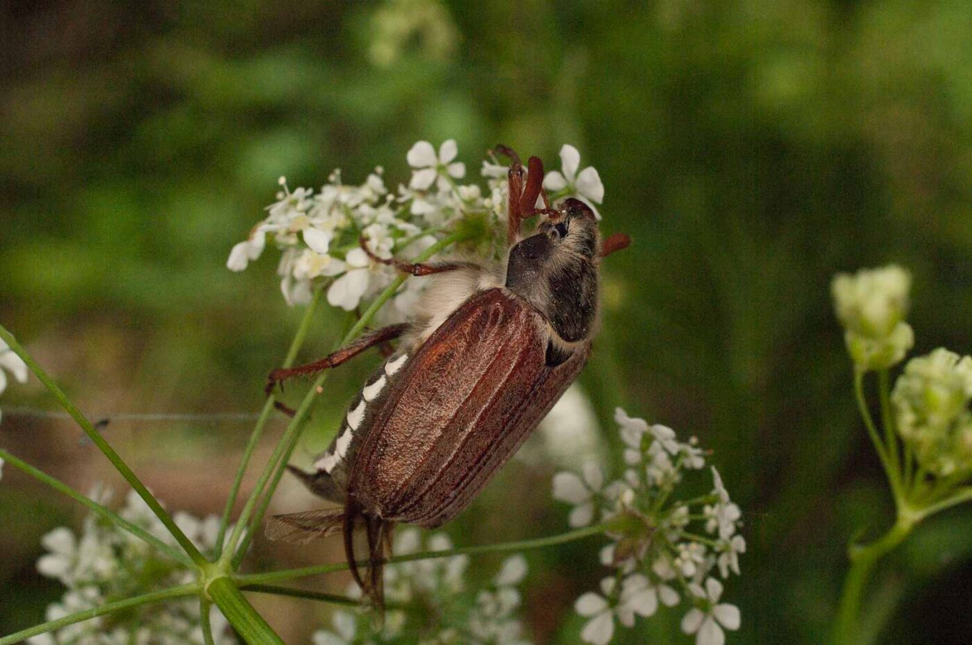 2017-05-21 - NSG Binksknapp Recklinghausen