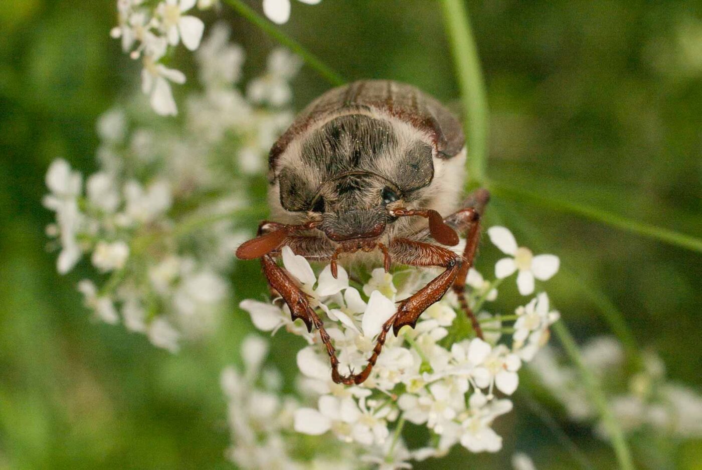 2017-05-21 - NSG Binksknapp Recklinghausen