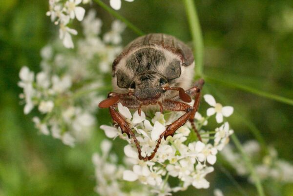 2017-05-21 - NSG Binksknapp Recklinghausen