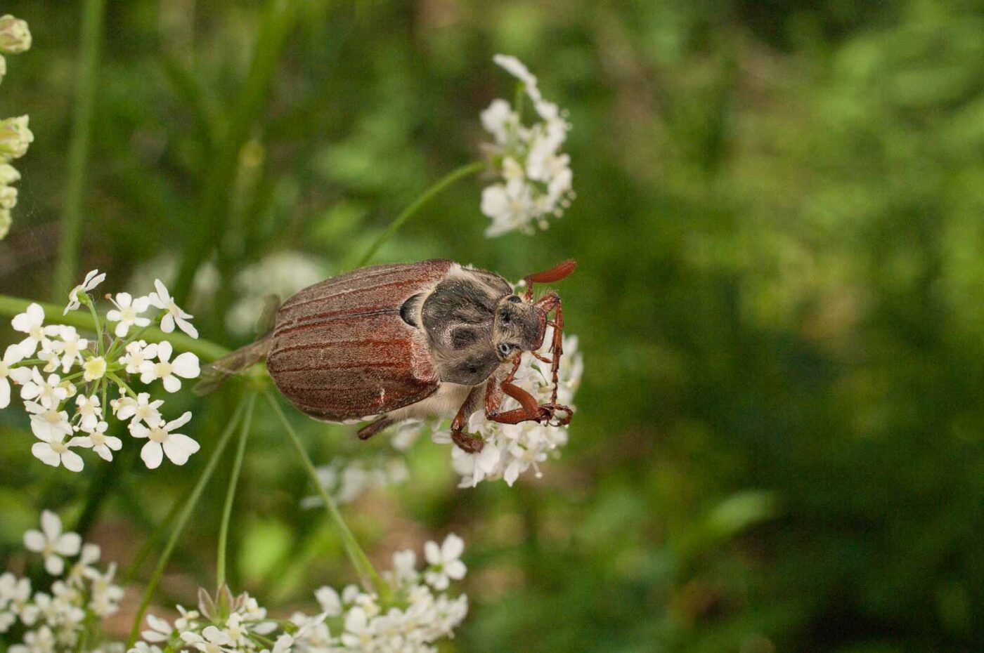 2017-05-21 - NSG Binksknapp Recklinghausen