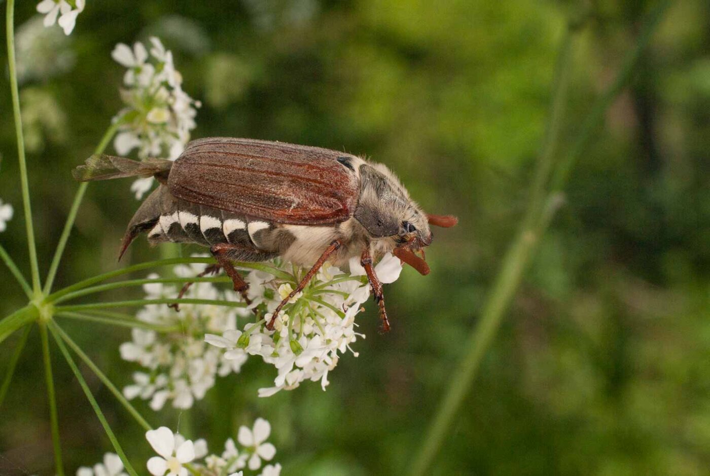 2017-05-21 - NSG Binksknapp Recklinghausen