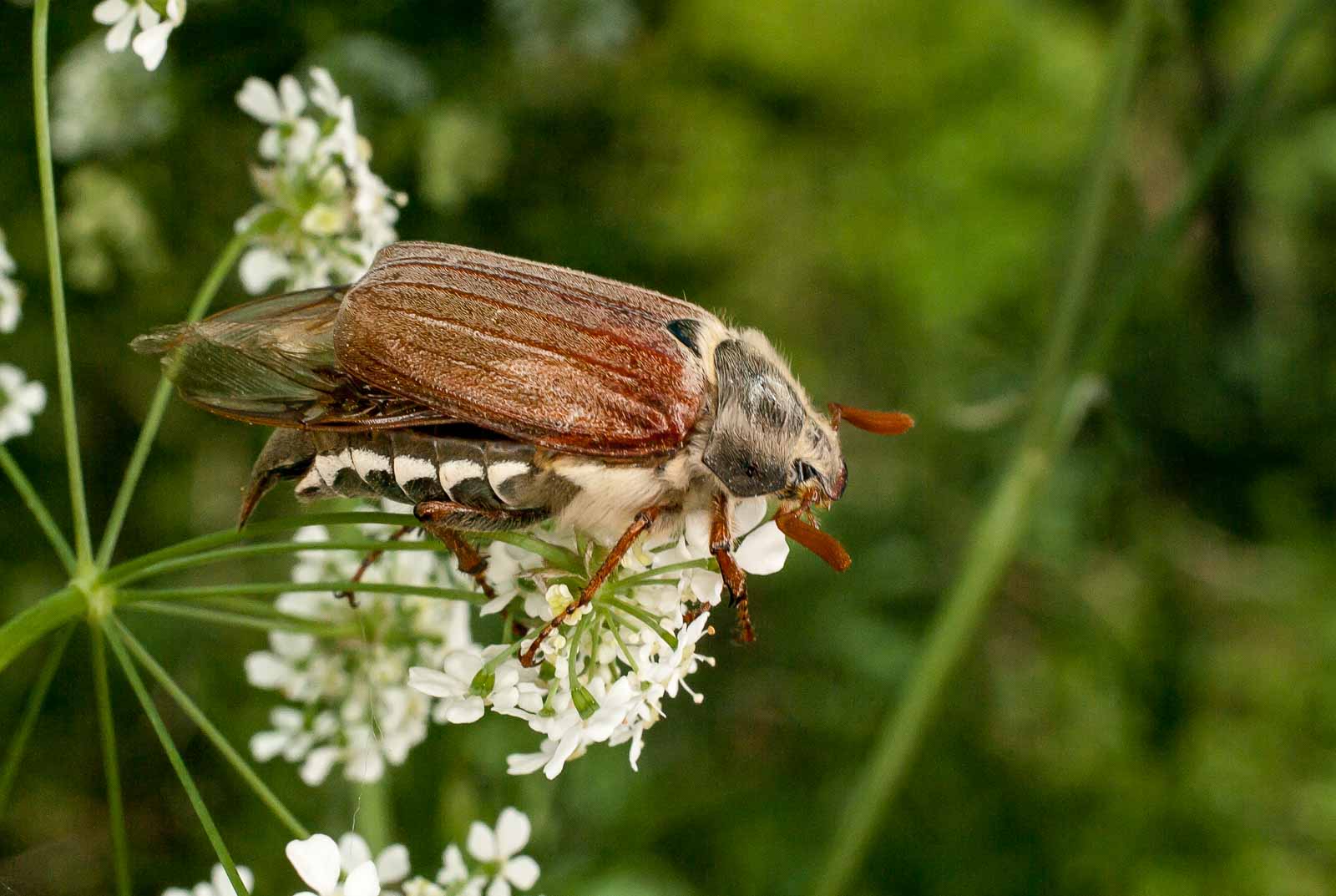 °blatthornkäfer°