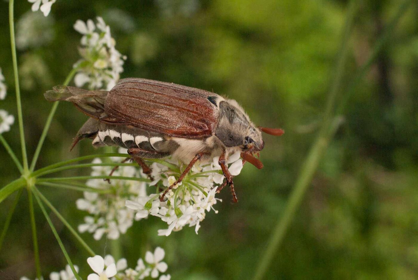 2017-05-21 - NSG Binksknapp Recklinghausen