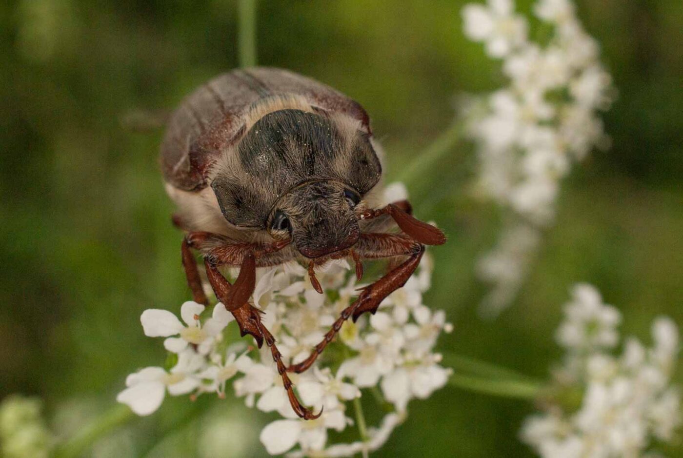 2017-05-21 - NSG Binksknapp Recklinghausen