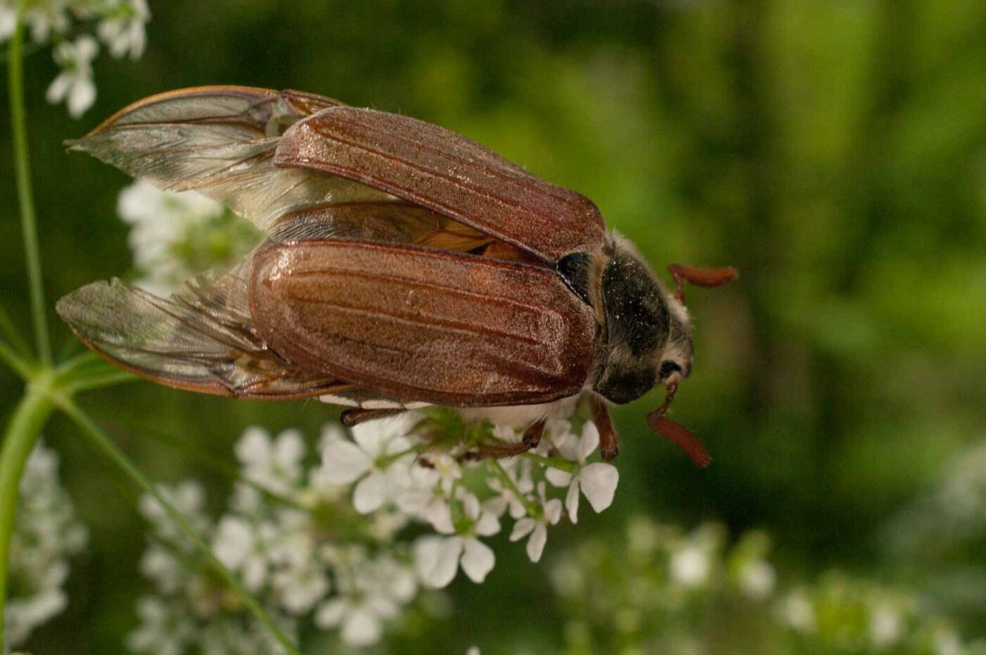 2017-05-21 - NSG Binksknapp Recklinghausen