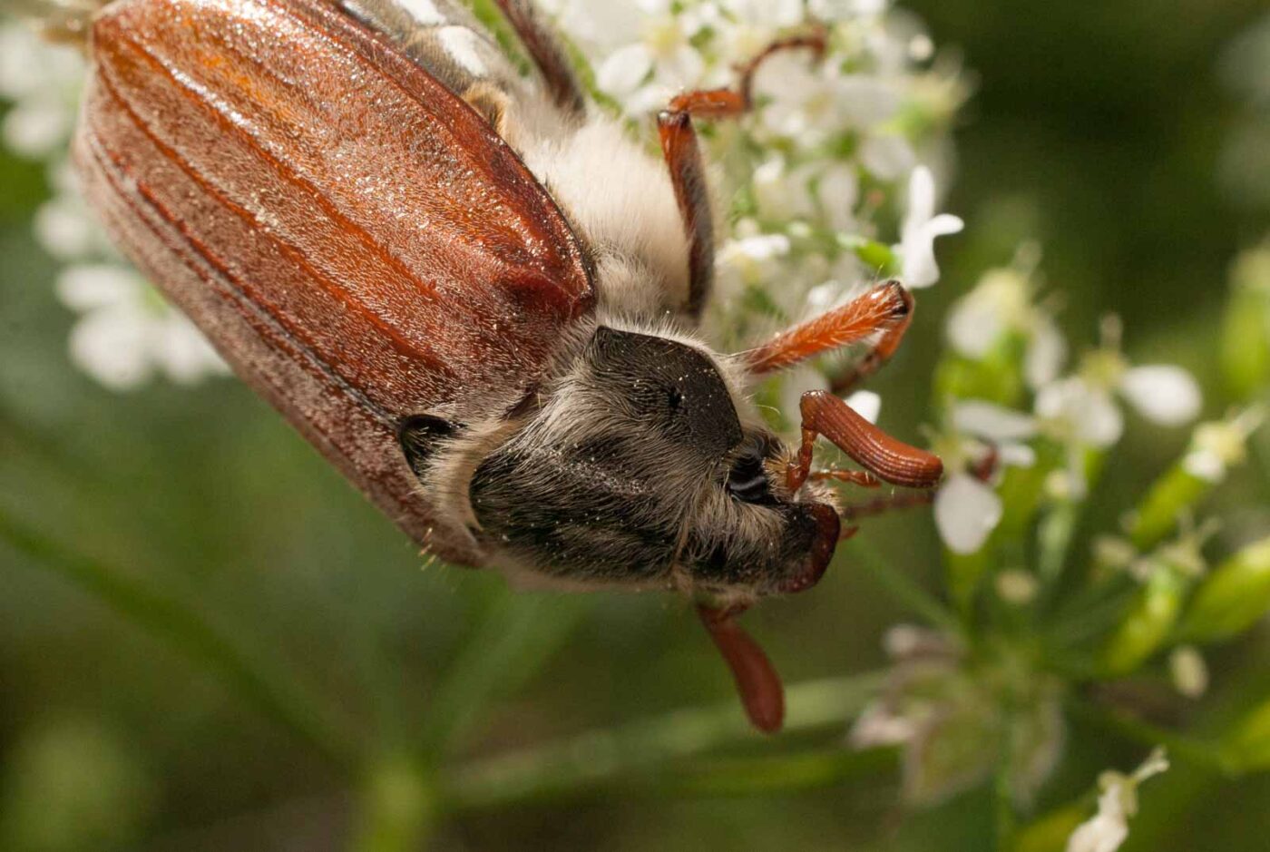2017-05-21 - NSG Binksknapp Recklinghausen